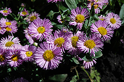 Pink Jewel Fleabane (Erigeron 'Pink Jewel') at Millcreek Nursery Ltd