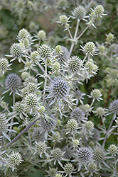 Alpine Sea Holly (Eryngium alpinum) at Millcreek Nursery Ltd