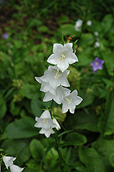 White Peachleaf Bellflower (Campanula persicifolia 'Alba') at Millcreek Nursery Ltd