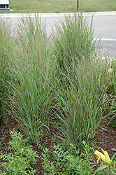 Shenandoah Reed Switch Grass (Panicum virgatum 'Shenandoah') at Millcreek Nursery Ltd