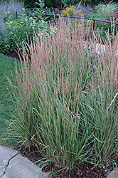 Variegated Reed Grass (Calamagrostis x acutiflora 'Overdam') at Millcreek Nursery Ltd