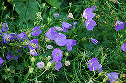 Carpathain Bellflower (Campanula carpatica) at Millcreek Nursery Ltd