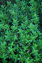 Cliff Green (Paxistima canbyi) at Millcreek Nursery Ltd