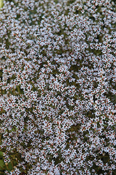 German Statice (Goniolimon tataricum) at Millcreek Nursery Ltd