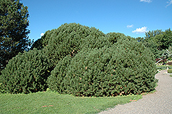 Compact Mugo Pine (Pinus mugo 'var. mughus') at Millcreek Nursery Ltd