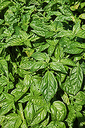 Sweet Basil (Ocimum basilicum) at Millcreek Nursery Ltd