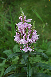 Obedient Plant (Physostegia virginiana) at Millcreek Nursery Ltd