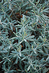 Blue Ice Bog Rosemary (Andromeda polifolia 'Blue Ice') at Millcreek Nursery Ltd