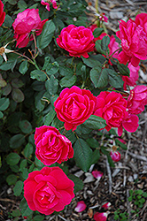 Winnipeg Parks Shrub Rose (Rosa 'Winnipeg Parks') at Millcreek Nursery Ltd
