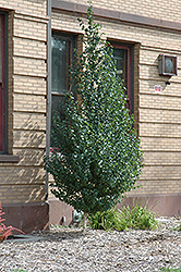 Dakota Pinnacle Birch (Betula platyphylla 'Fargo') at Millcreek Nursery Ltd