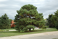 Scots Pine (Pinus sylvestris) at Millcreek Nursery Ltd