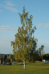 Cutleaf Weeping Birch (Betula pendula 'Dalecarlica') at Millcreek Nursery Ltd