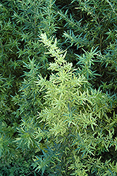 Oriental Limelight Artemesia (Artemisia vulgaris 'Oriental Limelight') at Millcreek Nursery Ltd
