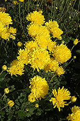 Suncatcher Chrysanthemum (Chrysanthemum 'Suncatcher') at Millcreek Nursery Ltd