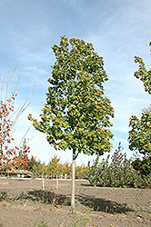 Unity Sugar Maple (Acer saccharum 'Unity') at Millcreek Nursery Ltd