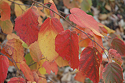 Beaked Hazelnut (Corylus cornuta) at Millcreek Nursery Ltd