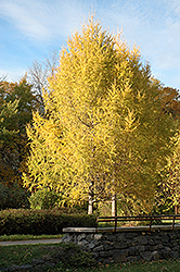 Siberian Larch (Larix sibirica) at Millcreek Nursery Ltd