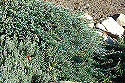 Blue Prince Juniper (Juniperus horizontalis 'Blue Prince') at Millcreek Nursery Ltd