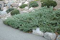 Hughes Juniper (Juniperus horizontalis 'Hughes') at Millcreek Nursery Ltd