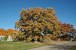 Burr Oak (Quercus macrocarpa) at Millcreek Nursery Ltd