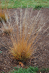 Moorflame Moor Grass (Molinia caerulea 'Moorflame') at Millcreek Nursery Ltd