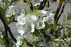 Prairie Gem Pear (Pyrus ussuriensis 'MorDak') at Millcreek Nursery Ltd