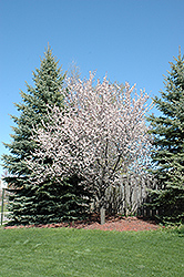 Newport Plum (Prunus cerasifera 'Newport') at Millcreek Nursery Ltd