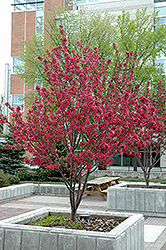 Radiant Flowering Crab (Malus 'Radiant') at Millcreek Nursery Ltd