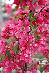 Radiant Flowering Crab (Malus 'Radiant') at Millcreek Nursery Ltd