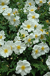 Marie Bugnet Rose (Rosa 'Marie Bugnet') at Millcreek Nursery Ltd