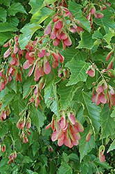Amur Maple (multi-stem) (Acer ginnala '(multi-stem)') at Millcreek Nursery Ltd