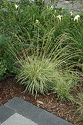 Variegated Moor Grass (Molinia caerulea 'Variegata') at Millcreek Nursery Ltd