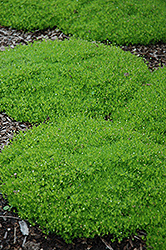Irish Moss (Sagina subulata) at Millcreek Nursery Ltd