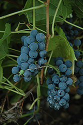 Valiant Grape (Vitis 'Valiant') at Millcreek Nursery Ltd