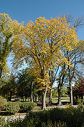 American Elm (Ulmus americana) at Millcreek Nursery Ltd