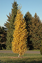 Dakota Pinnacle Birch (Betula platyphylla 'Fargo') at Millcreek Nursery Ltd