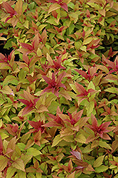 Goldflame Spirea (Spiraea x bumalda 'Goldflame') at Millcreek Nursery Ltd