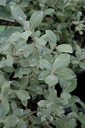 Polar Bear Willow (Salix salicola 'Polar Bear') at Millcreek Nursery Ltd