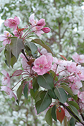 Selkirk Flowering Crab (Malus 'Selkirk') at Millcreek Nursery Ltd