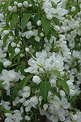 Spring Snow Flowering Crab (Malus 'Spring Snow') at Millcreek Nursery Ltd