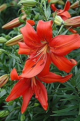 Red Tiger Lily (Lilium lancifolium 'Rubrum') at Millcreek Nursery Ltd