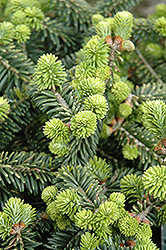 Dwarf Balsam Fir (Abies balsamea 'Nana') at Millcreek Nursery Ltd