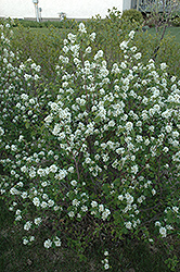 Northline Saskatoon (Amelanchier alnifolia 'Northline') at Millcreek Nursery Ltd