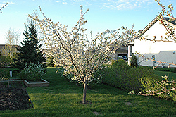 Pembina Plum (Prunus 'Pembina') at Millcreek Nursery Ltd