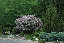 Dwarf Korean Lilac Top Graft (Syringa meyeri 'Palibin (tree form)') at Millcreek Nursery Ltd