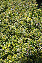 Lemon Thyme (Thymus x citriodorus) at Millcreek Nursery Ltd