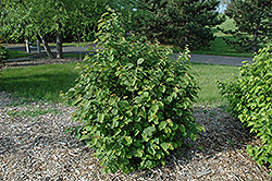 Beaked Hazelnut (Corylus cornuta) at Millcreek Nursery Ltd