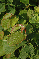 Beaked Hazelnut (Corylus cornuta) at Millcreek Nursery Ltd