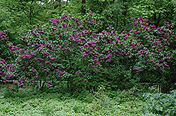 Charles Joli French Lilac (Syringa vulgaris 'Charles Joly') at Millcreek Nursery Ltd