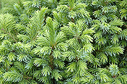 Dwarf Serbian Spruce (Picea omorika 'Nana') at Millcreek Nursery Ltd